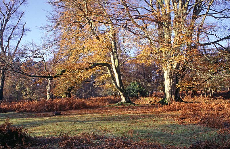 C1-13052 South Oakley New Forest Copyright Mike Read.jpg - Beech in South Oakley Inclosure